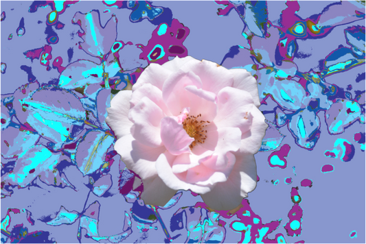 Main image 311 Abstrakte Rose