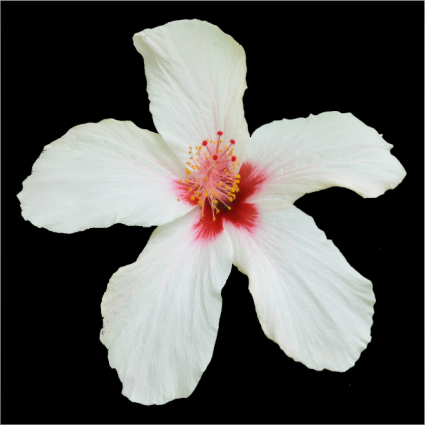 Main image 362 Hibiskus