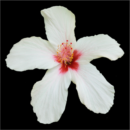 Main image 362 Hibiskus