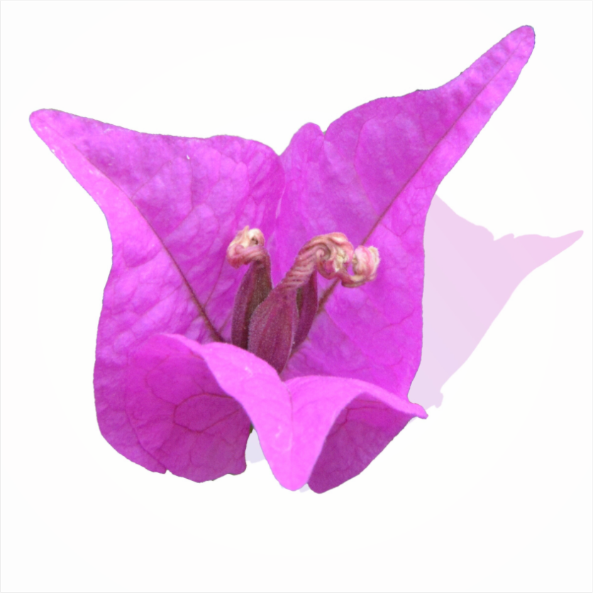 Main image 330 Rosa Dreispitz