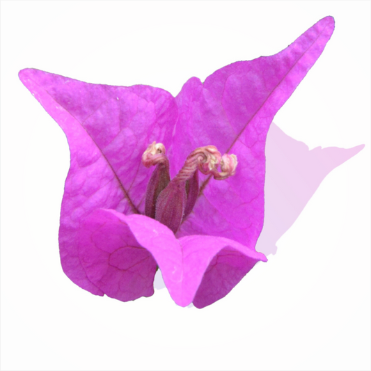 Main image 330 Rosa Dreispitz