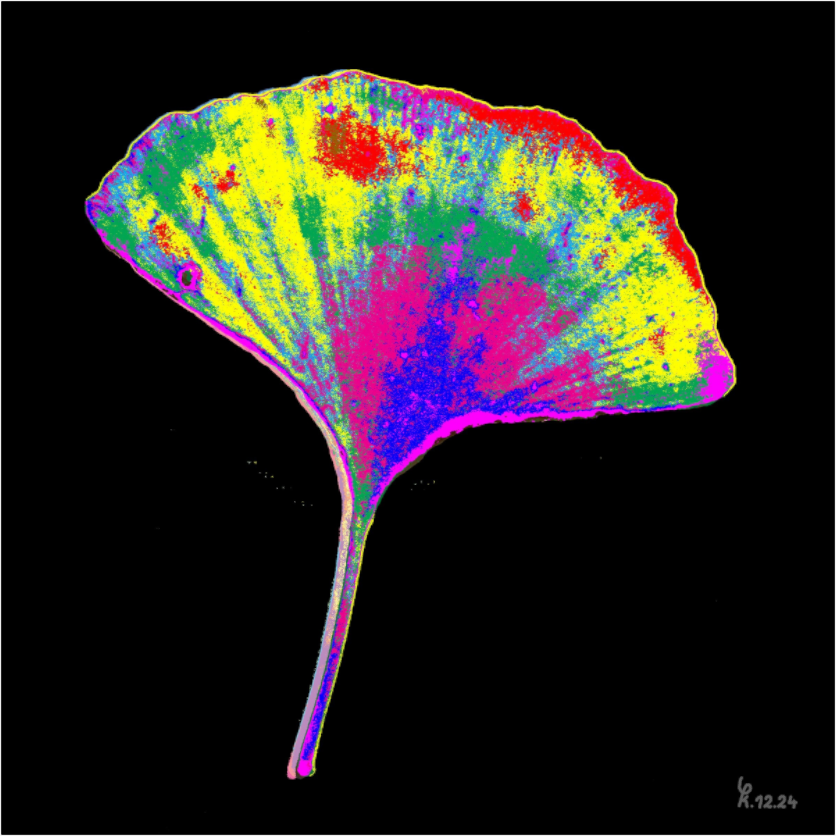 Main image Ginko