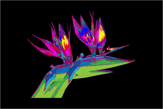 Main image Papageienblume