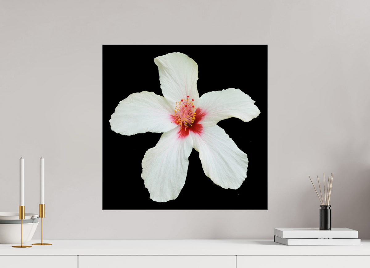 50 x 50 cm, Foto hinter Acryl Glas glänzend, Slim Line schwarz 362 Hibiskus